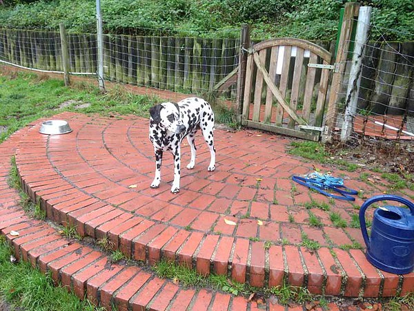 med_Fleckerl orientiert sich erst mal.jpg (600 x 450)